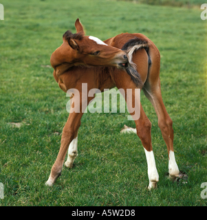 - Poulain Holsteiner standing on meadow Banque D'Images