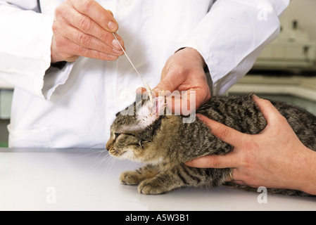 Vétérinaire : tabby chat domestique - nettoyage des oreilles Banque D'Images