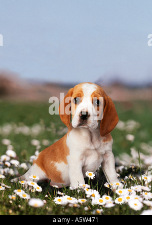 Beagle. Chiot assis sur une prairie en fleurs Banque D'Images