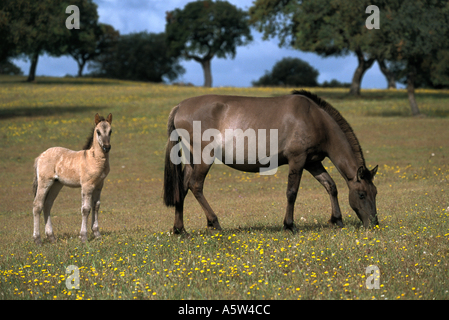 Cheval Sorraia - mare avec poulain Banque D'Images