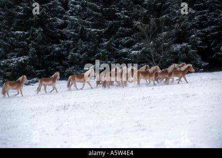 Des chevaux Haflinger - troupeau dans la neige Banque D'Images