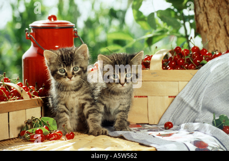 Deux chatons chat domestique entre cerises Banque D'Images