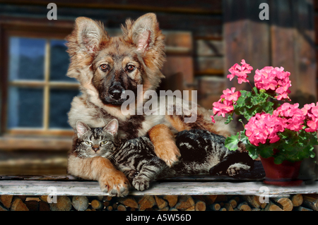 Amitié animale : Shepherd Dog puppy et chat domestique Banque D'Images