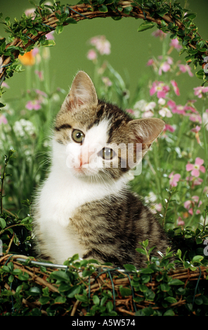 Jeune chat domestique dans panier Banque D'Images