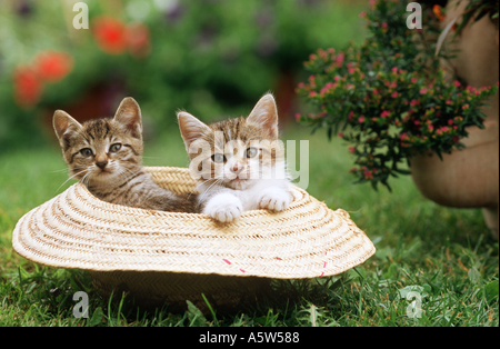 Deux chatons chat domestique dans la région de hat Banque D'Images