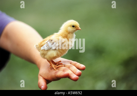 poussin sur la main Banque D'Images