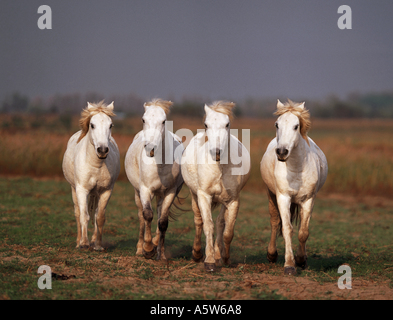 Quatre chevaux camargue Banque D'Images