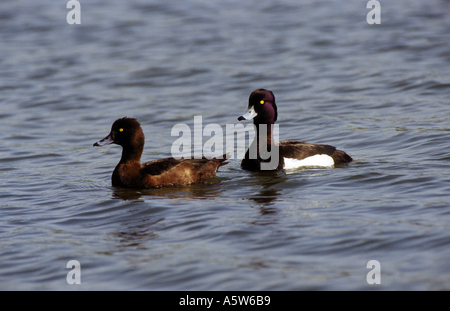 Fuligule morillon (Aythya fuligula), paire sur l'eau Banque D'Images