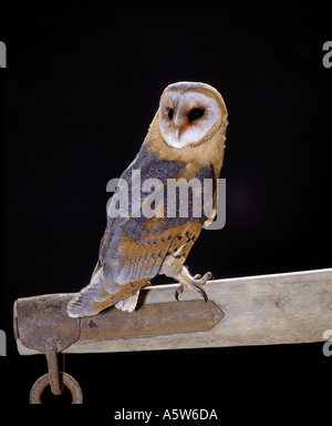 Chouette grange (Tyto alba), perchée, regardant en arrière Banque D'Images