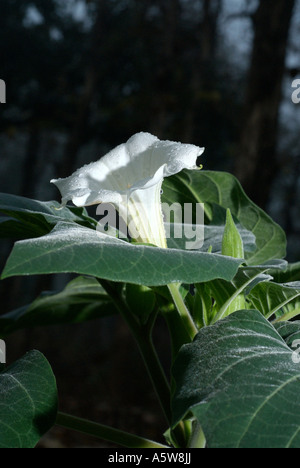 Datura stramonium stramoine ou une plante toxique trompette fleur détail avec des gouttes de pluie Banque D'Images