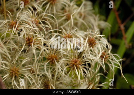 Old Man's Beard ou Traveller's-joie, Clematis vitalba Banque D'Images