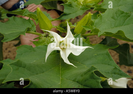 Thorn-apple, Datura stramonium Banque D'Images