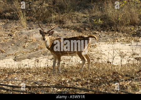 Spotted deer sont importantes pour les animaux de proie le tigre du Bengale Aka Cerf Chital ou cheetal Banque D'Images