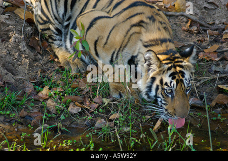 Bandhavgarh National Park Madhyar Pradesh Inde tigre du Bengale mâle de boire à un ruisseau Banque D'Images