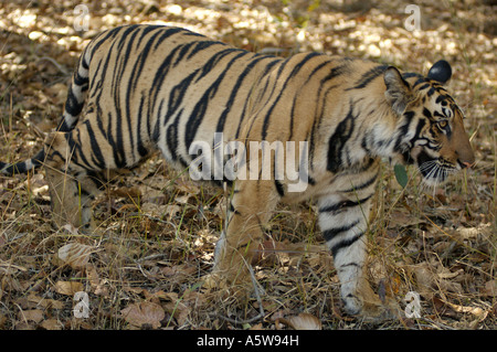 Bandhavgarh National Park Madhyar Pradesh Inde 0207tigre du Bengale Banque D'Images