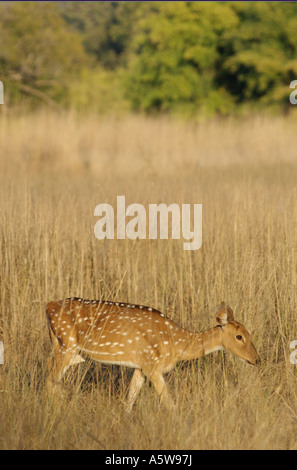 Spotted deer sont importantes pour les animaux de proie le tigre du Bengale Aka Chital ou cheetal Banque D'Images