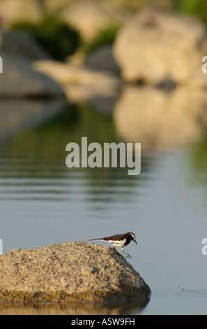 Panna Parc National le Madhya Pradesh Inde 0207 Bergeronnette se nourrissant de pierres dans la rivière Ken Banque D'Images