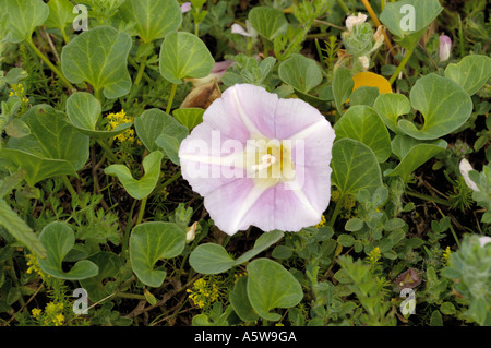 Liseron Calystegia soldanella, mer Banque D'Images