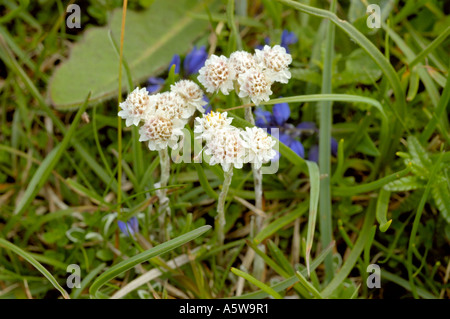 Antennaria dioica, éternelle la montagne, homme plantes et fleurs Banque D'Images