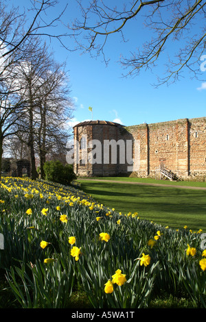 Angleterre Essex Colchester Castle Museum Château jonquilles Printemps Mars 2007 Banque D'Images