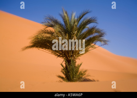Seul palmier dans le désert du Sahara en Afrique Banque D'Images