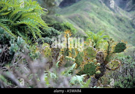 Opuntia dillenii Maleza Figuiers de Barbarie dans Sonchus Cerraja Cumbres de Baracan en montagne Teno Tenerife Espagne Banque D'Images