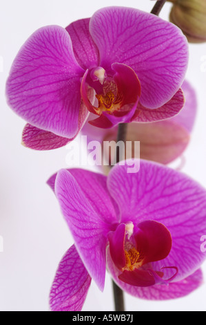PHALAENOPSIS ORCHIDÉE PAPILLON Banque D'Images