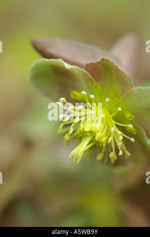 HELLEBORE HELLEBORUS STERNII BOUGHTON BEAUTY Banque D'Images