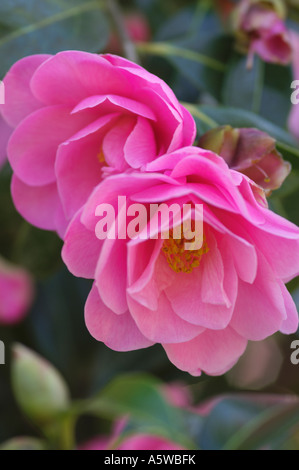 CAMELLIA X WILLIAMSII CRINKLES Banque D'Images