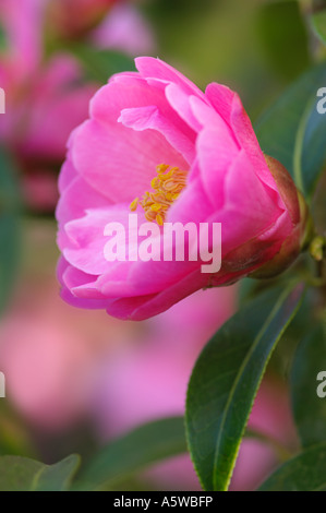 CAMELLIA X WILLIAMSII CRINKLES Banque D'Images