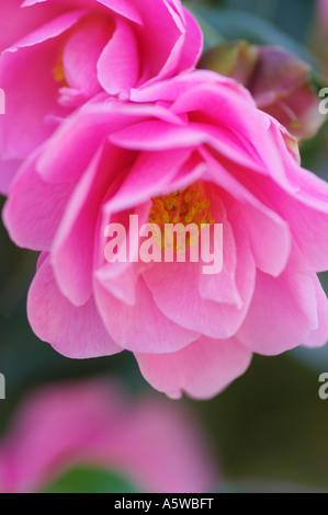 CAMELLIA X WILLIAMSII CRINKLES Banque D'Images