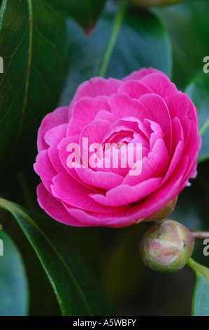 Camellia japonica aube rose Banque D'Images