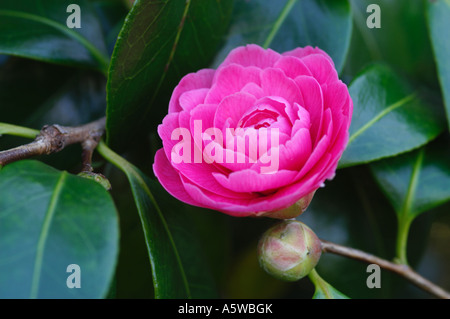 Camellia japonica aube rose Banque D'Images