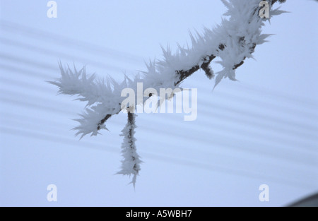 Frosty brindille et télécommunications lignes parallèles sur le fil Banque D'Images