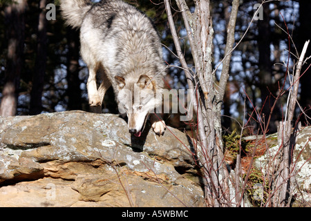 Le loup à travers la roche dans les bois dans le nord du Minnesota Banque D'Images