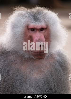 Portrait d'hamadryas Papio hamadryas baboon Cyncocephalus originaire de l'Éthiopie et la Somalie Banque D'Images