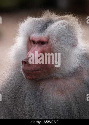 Portrait d'hamadryas Papio hamadryas baboon Cyncocephalus originaire de l'Éthiopie et la Somalie Banque D'Images