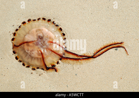 Méduse Chrysaora hysoscella boussole Pelagiidae échoués sur le rivage UK Banque D'Images