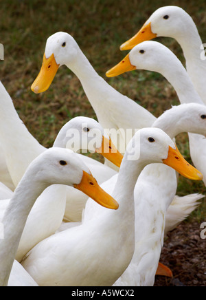 Coureur indien blanc canards à un pays Banque D'Images