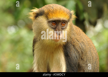Campbell s singe mona mona Cercopithecus campbelli dans rainforest Ghana Banque D'Images
