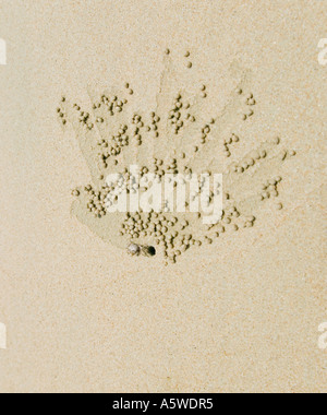 Créer des motifs du crabe de sable près de il s trou sur une plage en faisant rouler des centaines de minuscules boules de sable Banque D'Images
