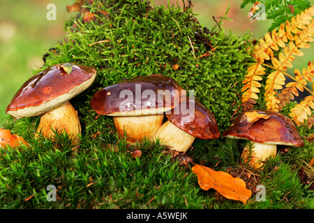 Bolet Bay Banque D'Images