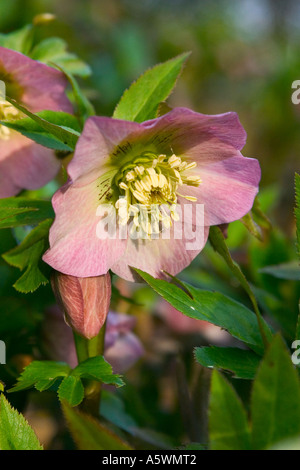 L'hellébore fleur et feuillage tourné dans son environnement naturel - allumé doucement vers la fin de l'hiver soleil Banque D'Images