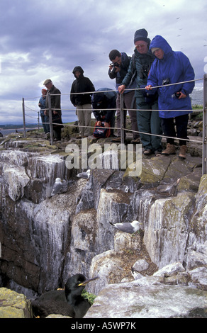 Les visiteurs une Shag Phalacrocorax aristotelis sur l'intérieur du nid Iles Farne Northumbria UK Juin 2000 Banque D'Images