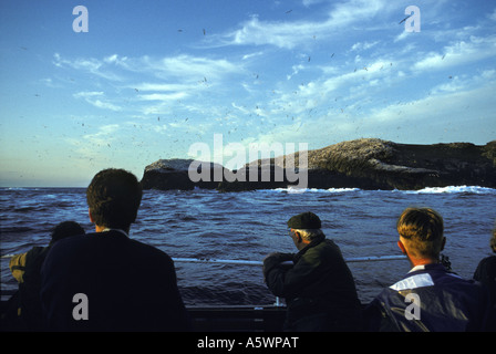 Affichage de la colonie de Fou de Bassan sur Grassholm île au large de la côte ouest du pays de Galles en Grande-Bretagne à partir d'un bateau de tourisme Banque D'Images