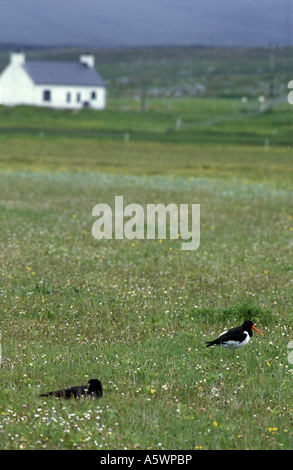 Les huîtriers dans un champ "machair" sur l'île de North Uist dans l'avant-hebridies Ecosse Banque D'Images