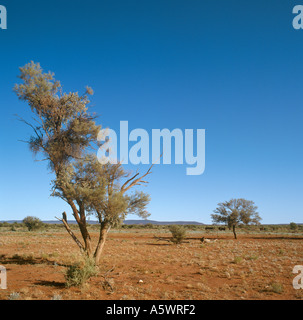 Outback entre Alice Springs et Uluru, dans le Territoire du Nord, Australie Banque D'Images