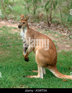 Macropus rufus Kangaro (rouge) sur le territoire du Parc de la faune, Berry Springs, Darwin, Territoire du Nord, Australie Banque D'Images