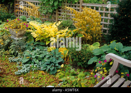 Jardin d'automne avec banc en teck, DIVERS HOSTAS, SOLOMON'S SEAL ET GOLDEN HONEYWORT. Le Minnesota, USA. Banque D'Images