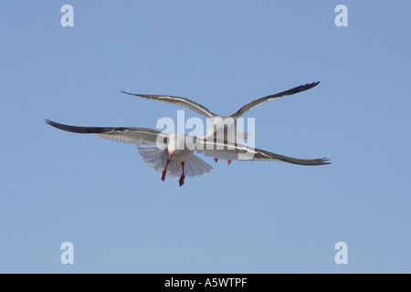 Les goélands en vol dauphin Banque D'Images